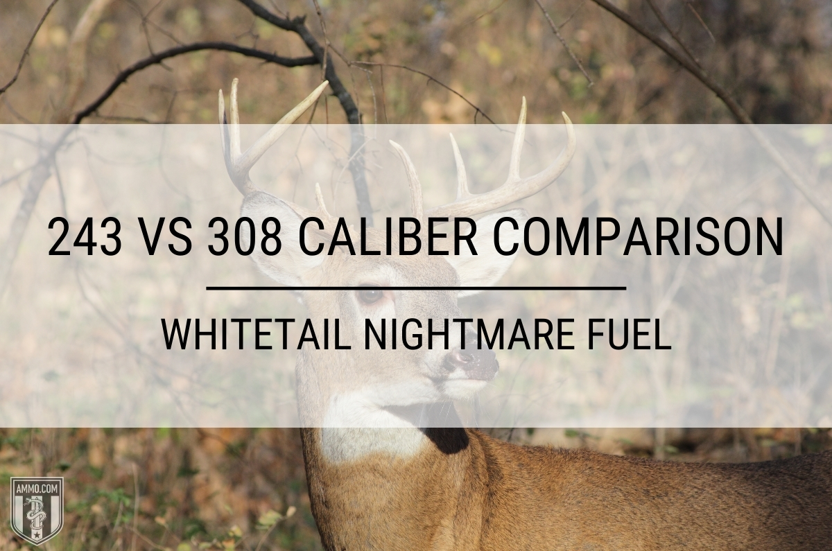 243 vs 308 caliber comparison