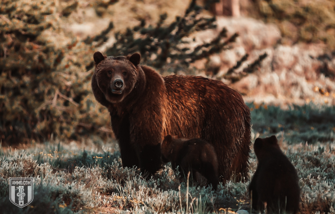 Picture of a bear