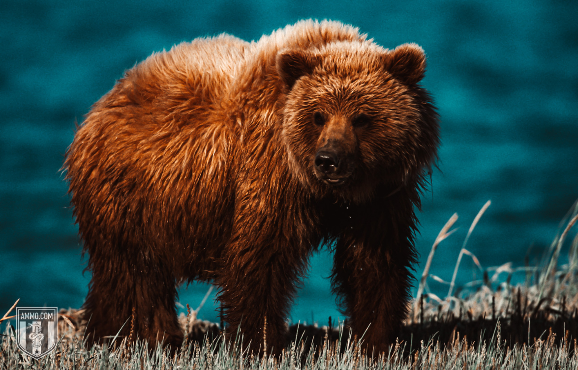 Picture of a Grizzly Bear