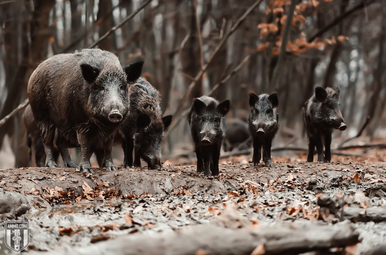 Hogs