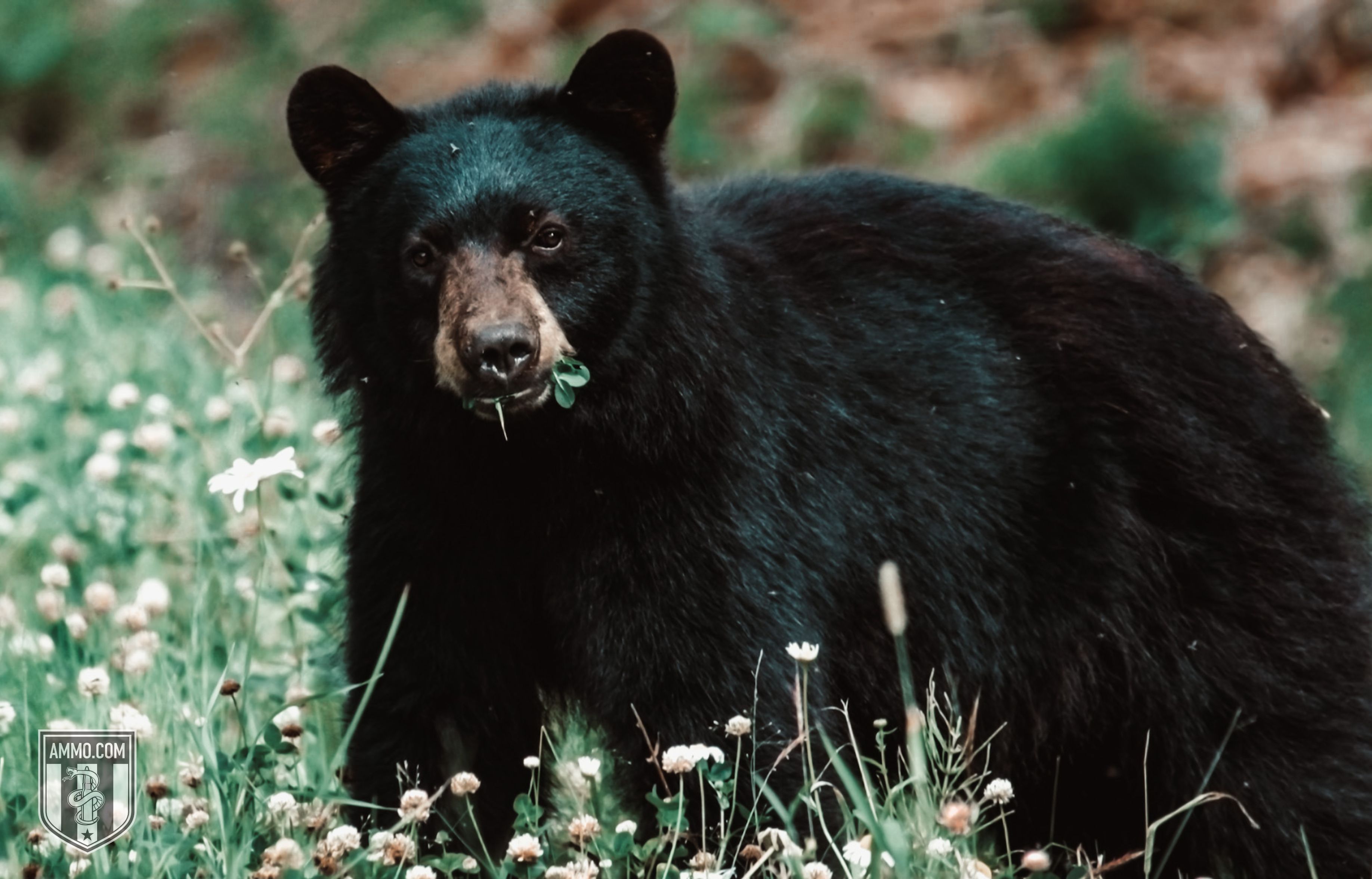 Image of a Black Bear