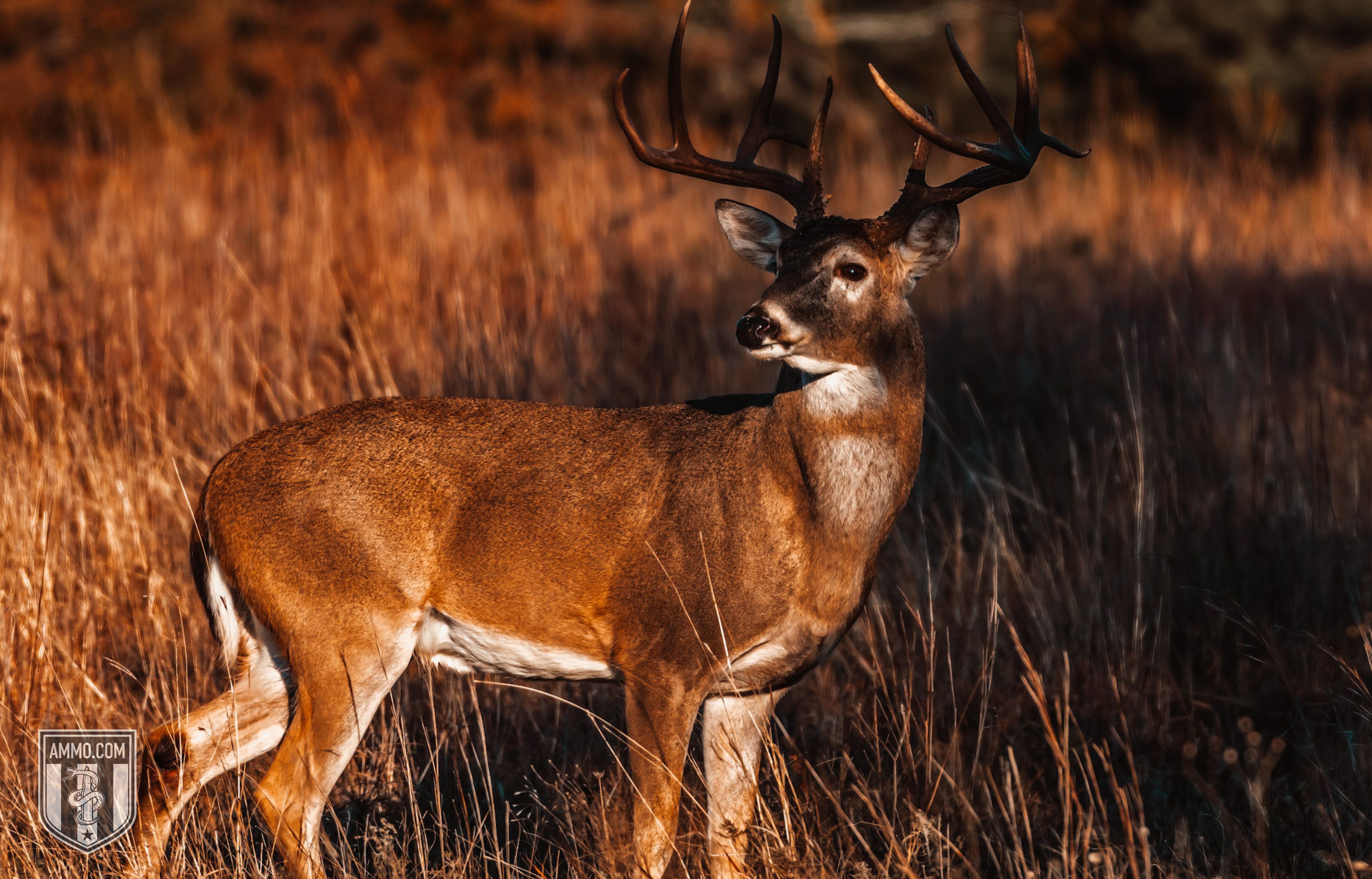 Image of a Deer