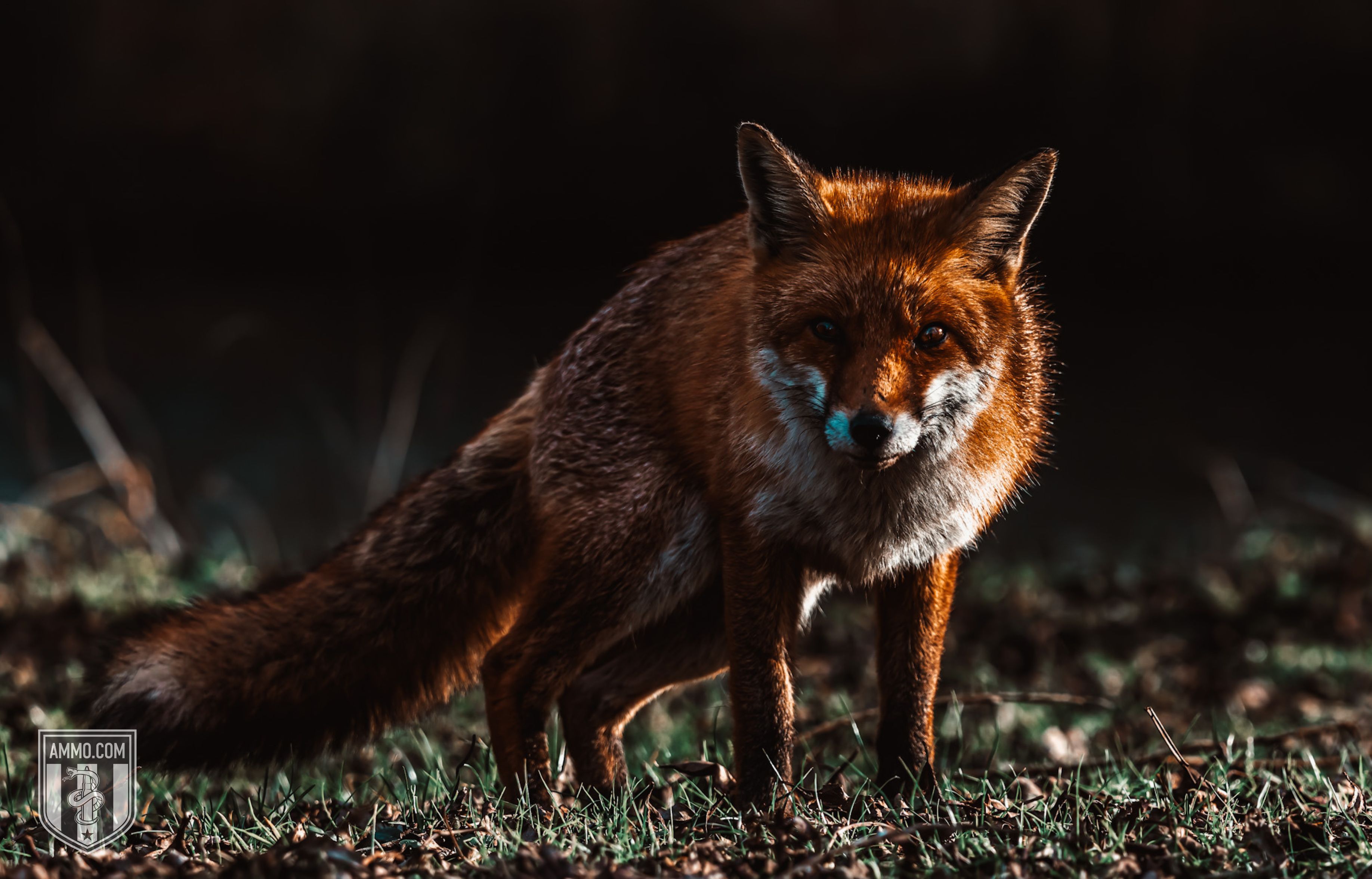 Image of a Fox