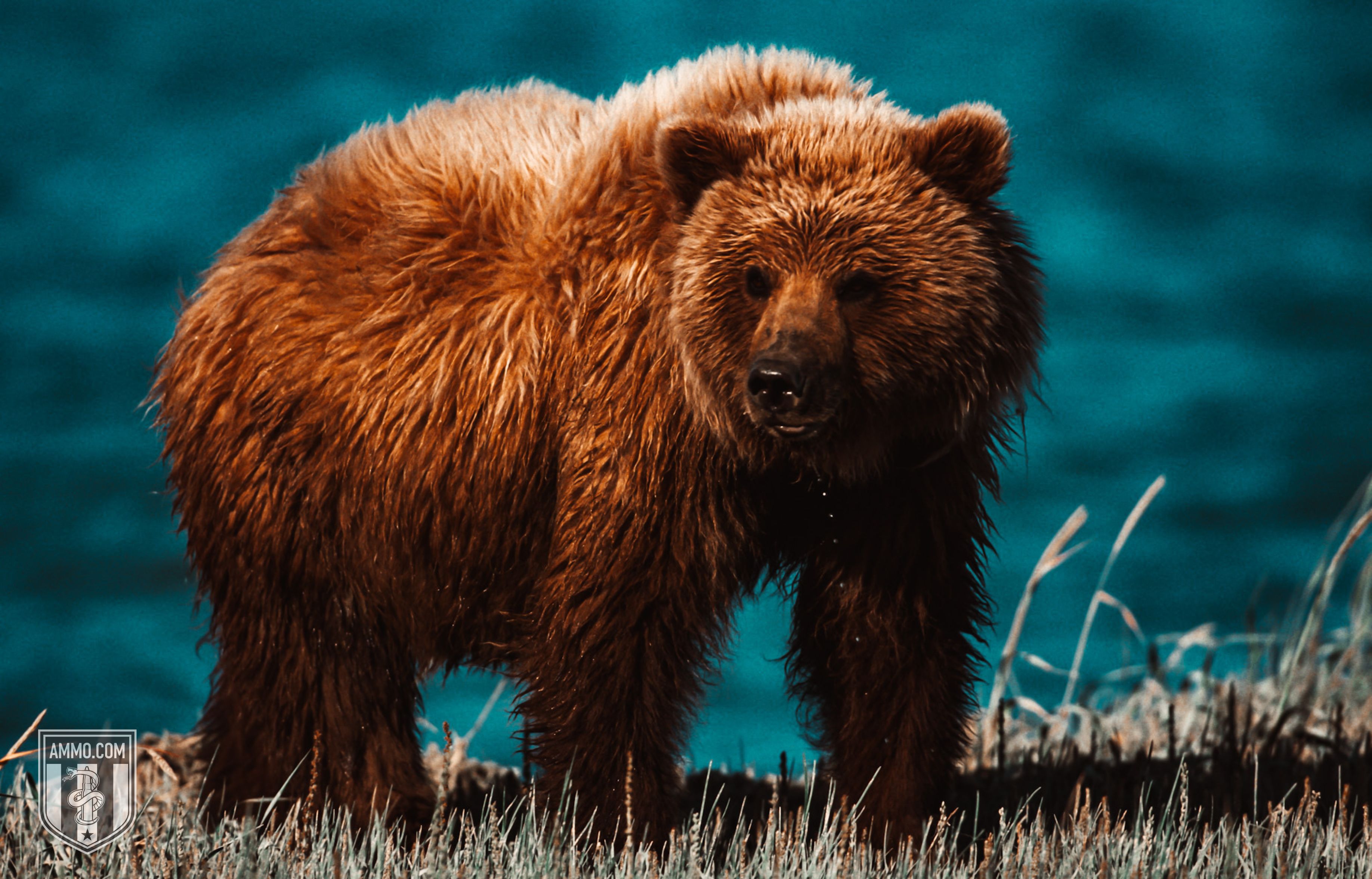 Image of a Grizzly Bear