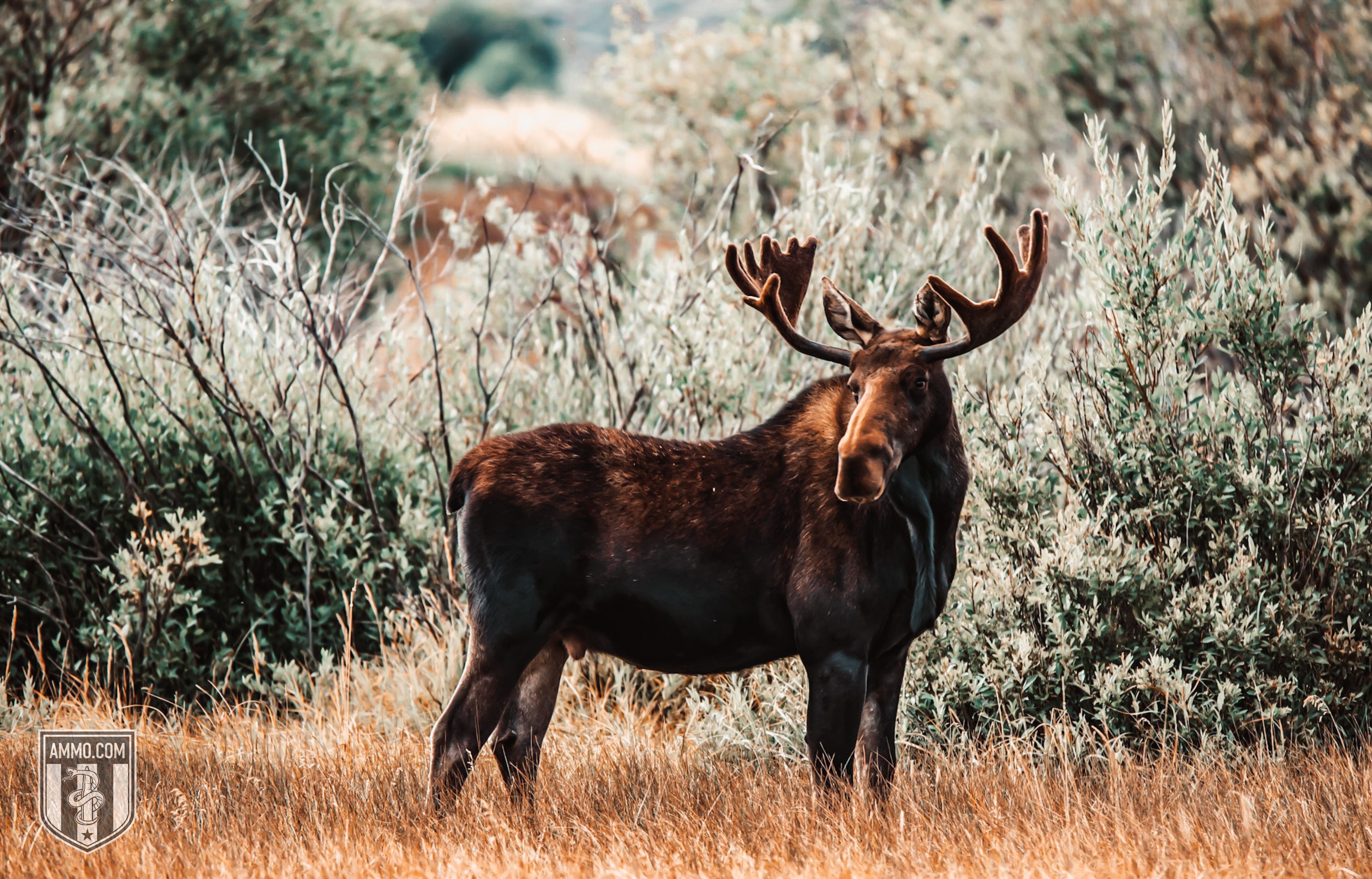 Image of a Moose