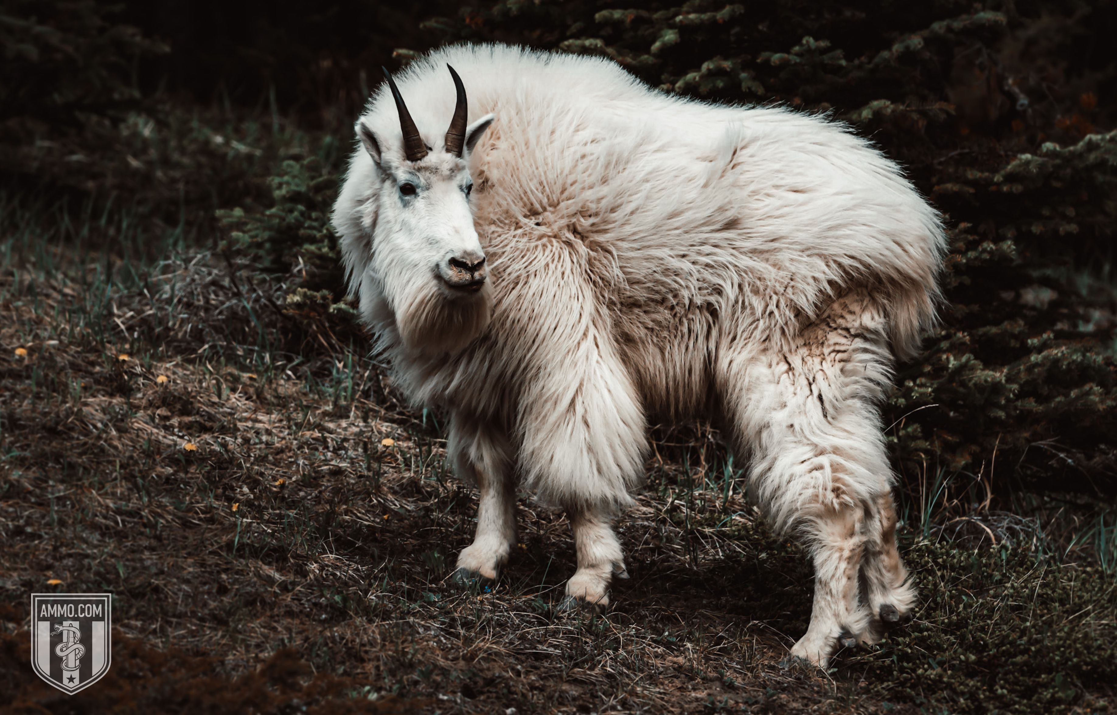 Image of a Mountain Goat