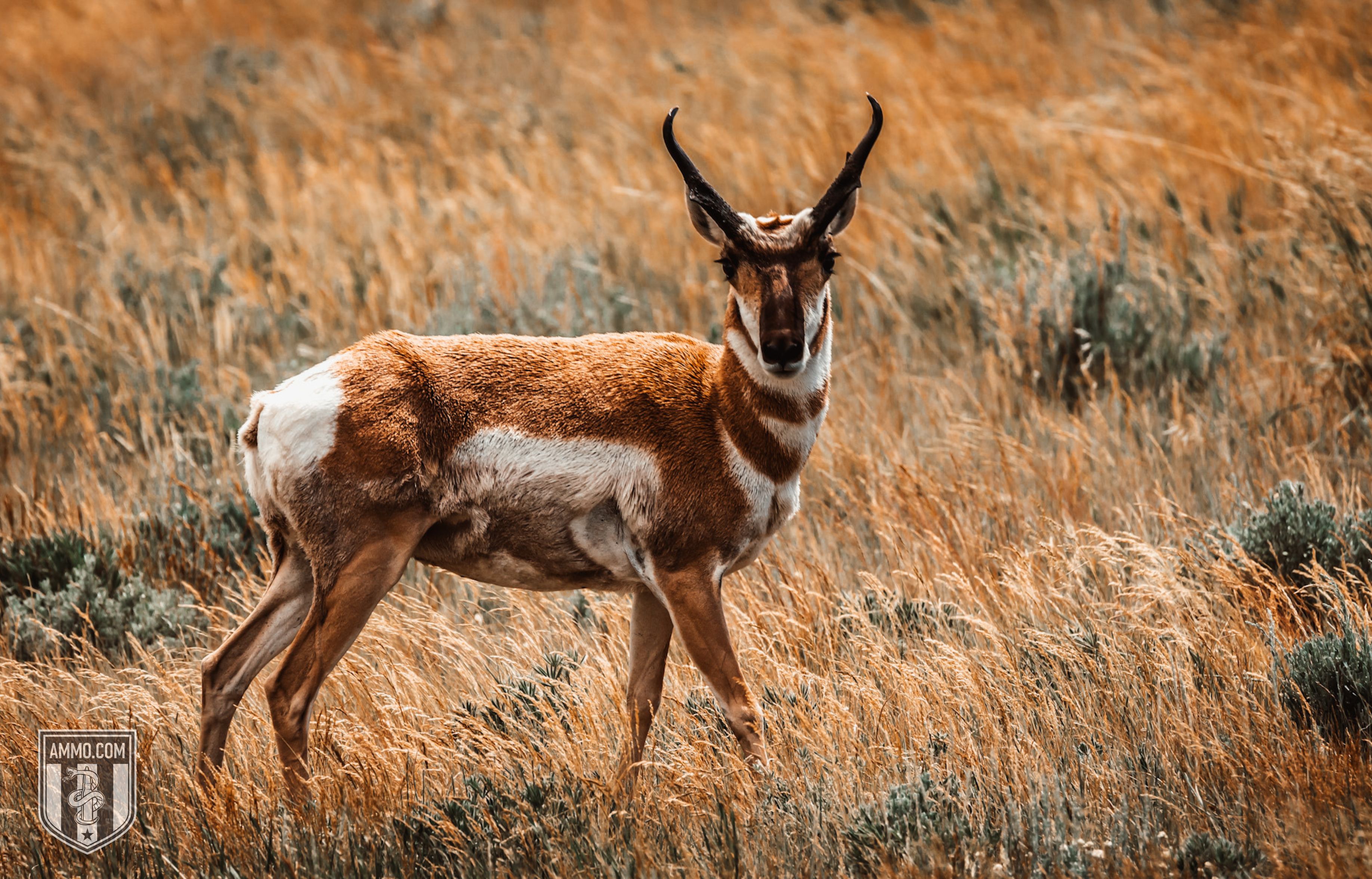 Image of a Pronghorn