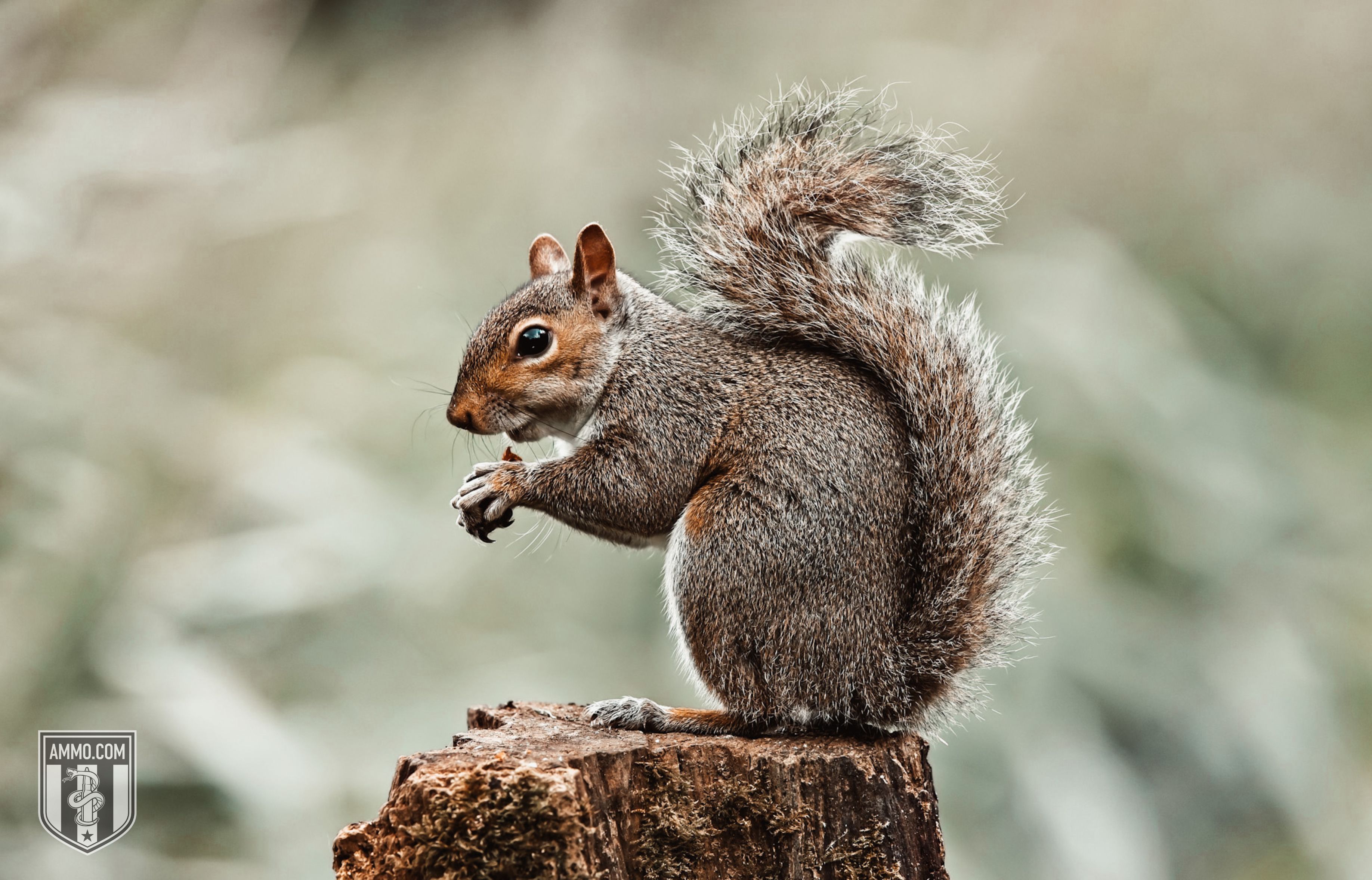 Picture of a Squirrel