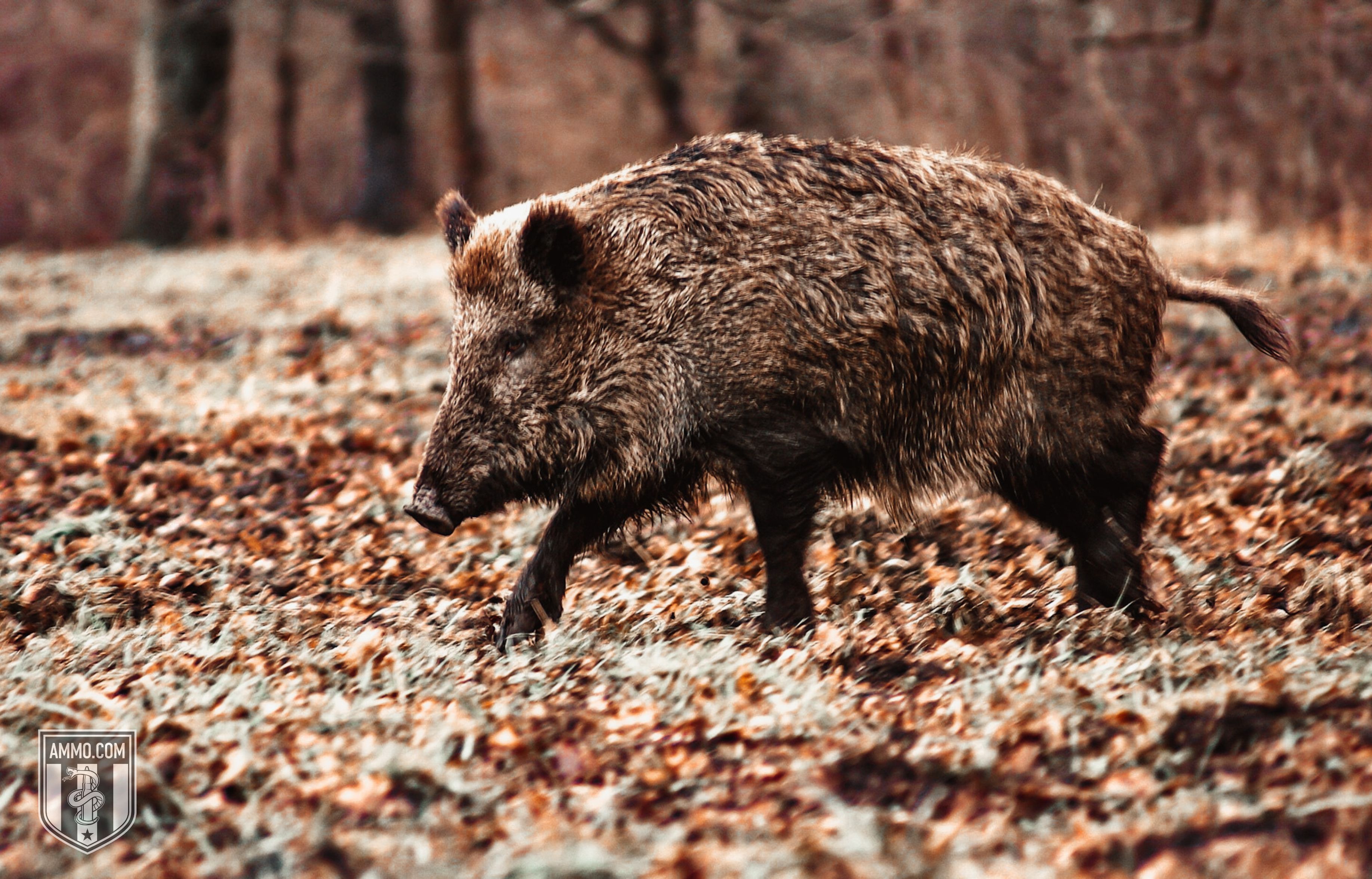 Image of a Hog