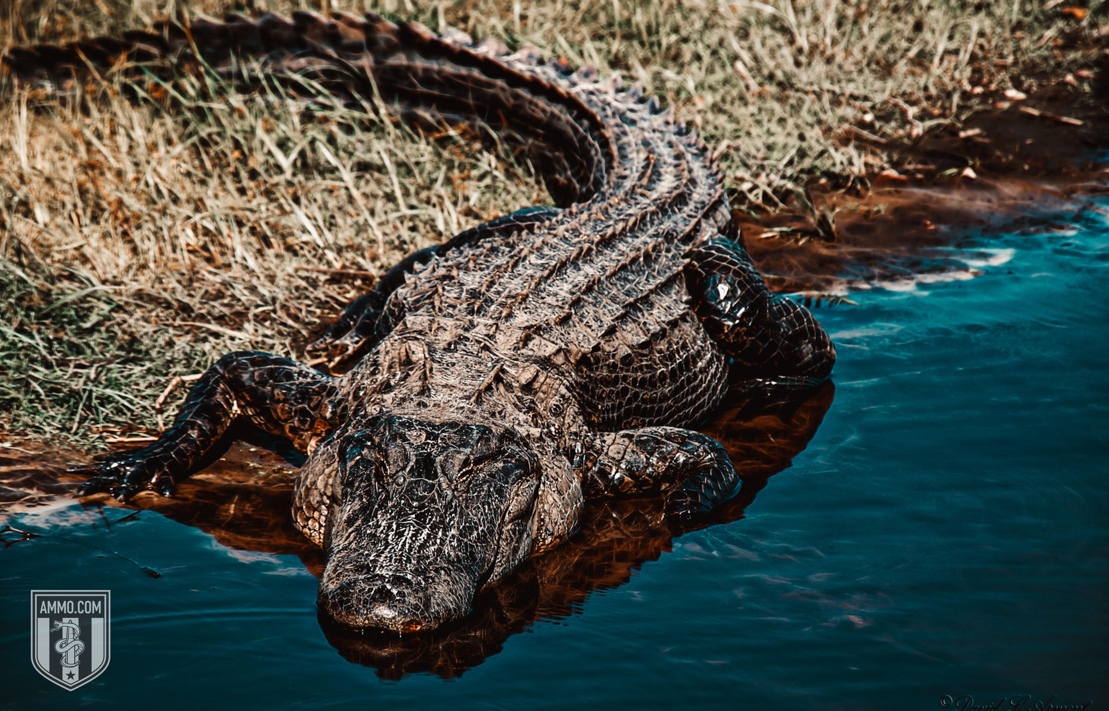 Image of an Alligator