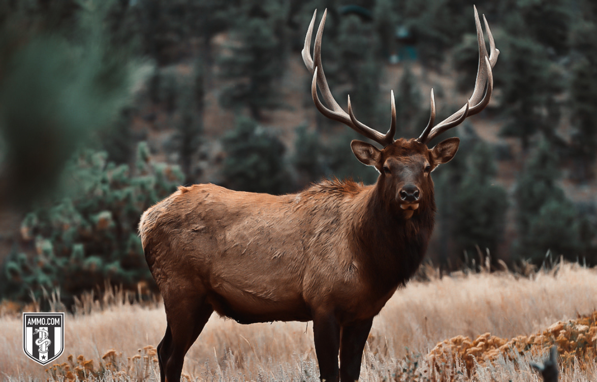 Image of an Elk