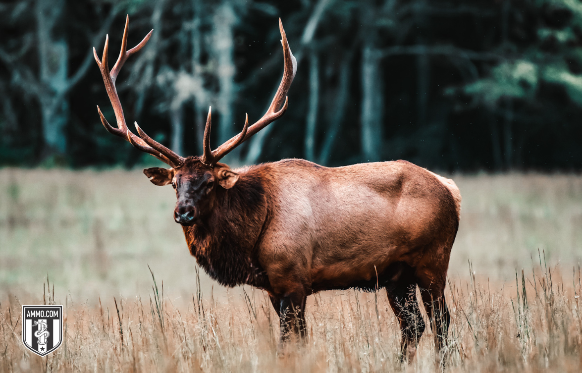 Image of an elk