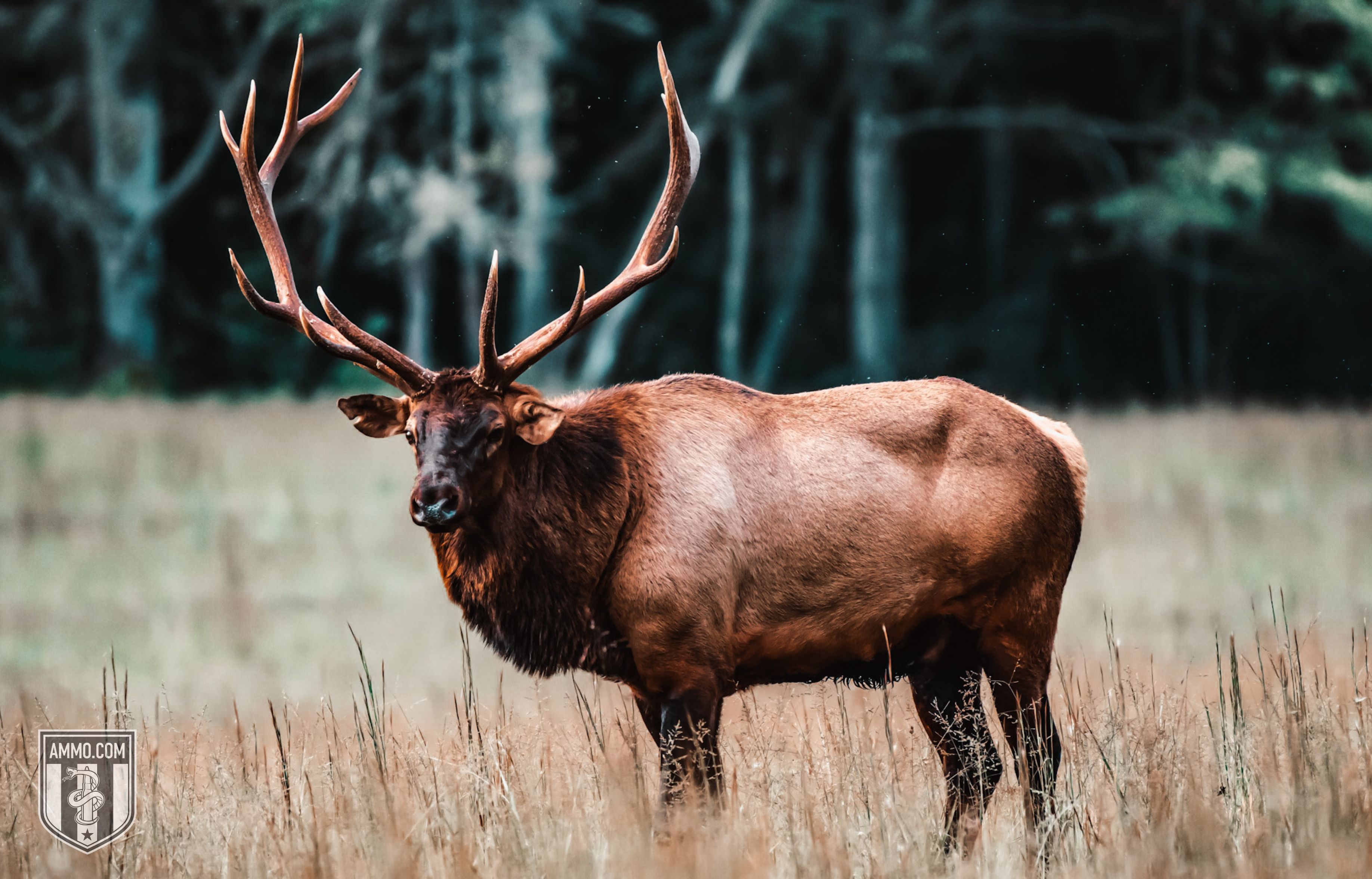 Image of an Elk