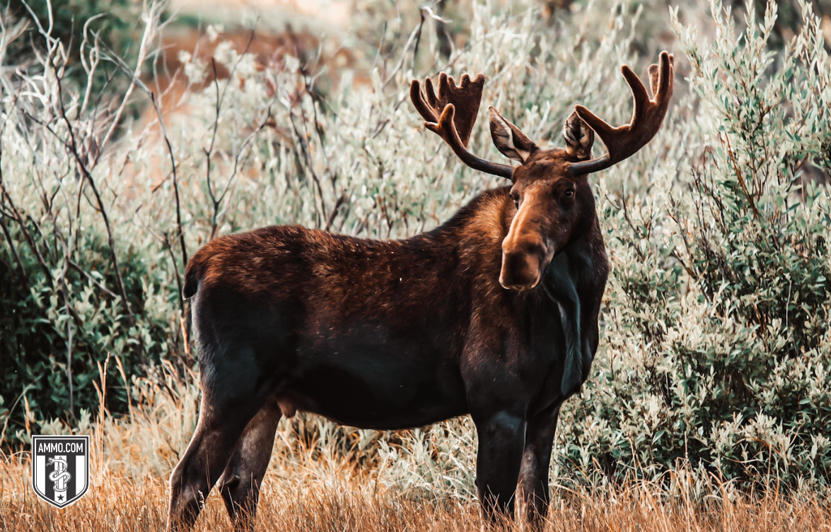 Image of a Moose