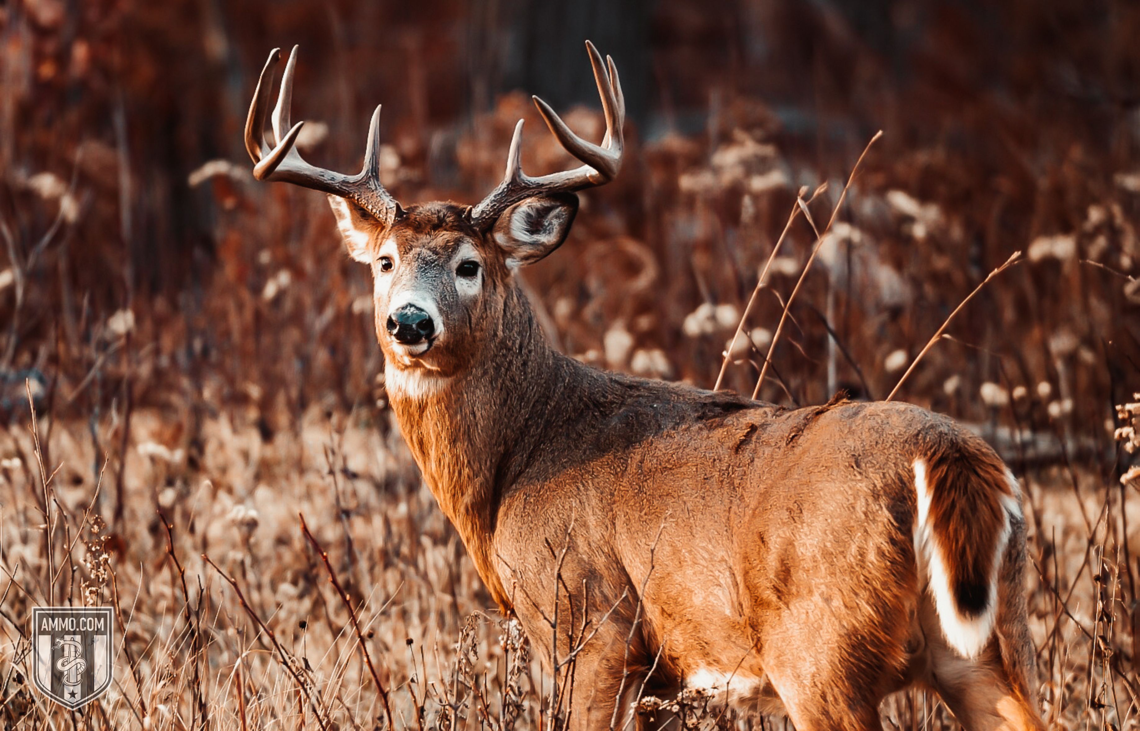 Picture of a Deer