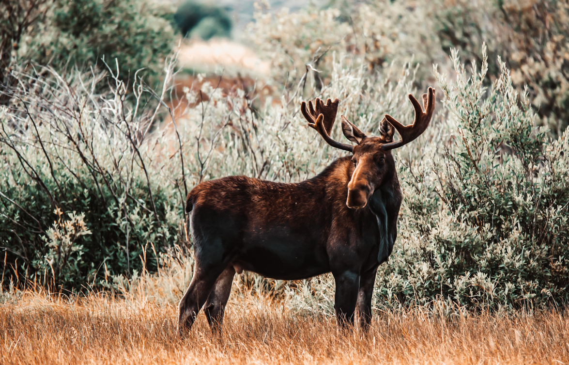 Picture of a Moose