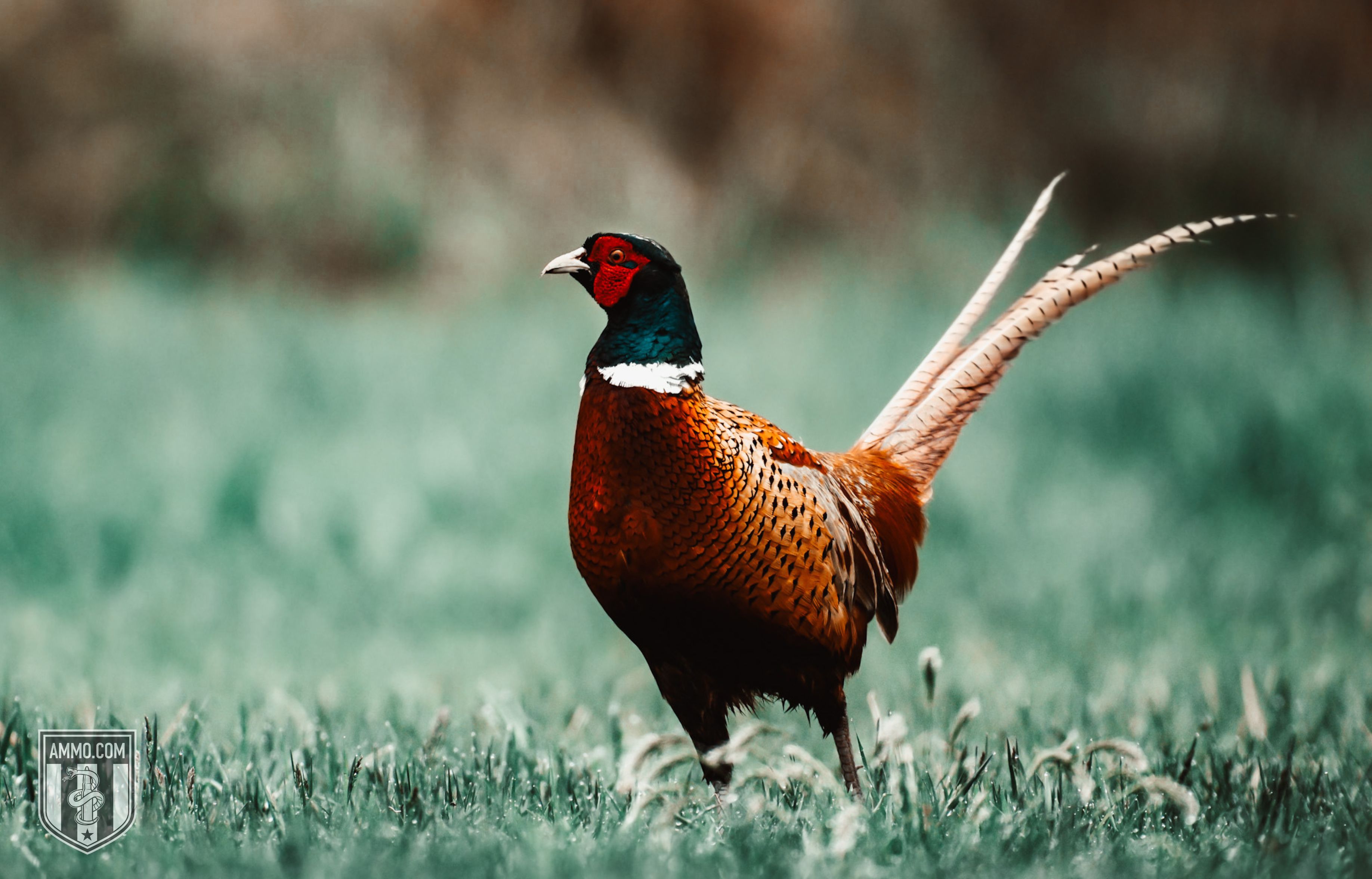 Picture of a Pheasant