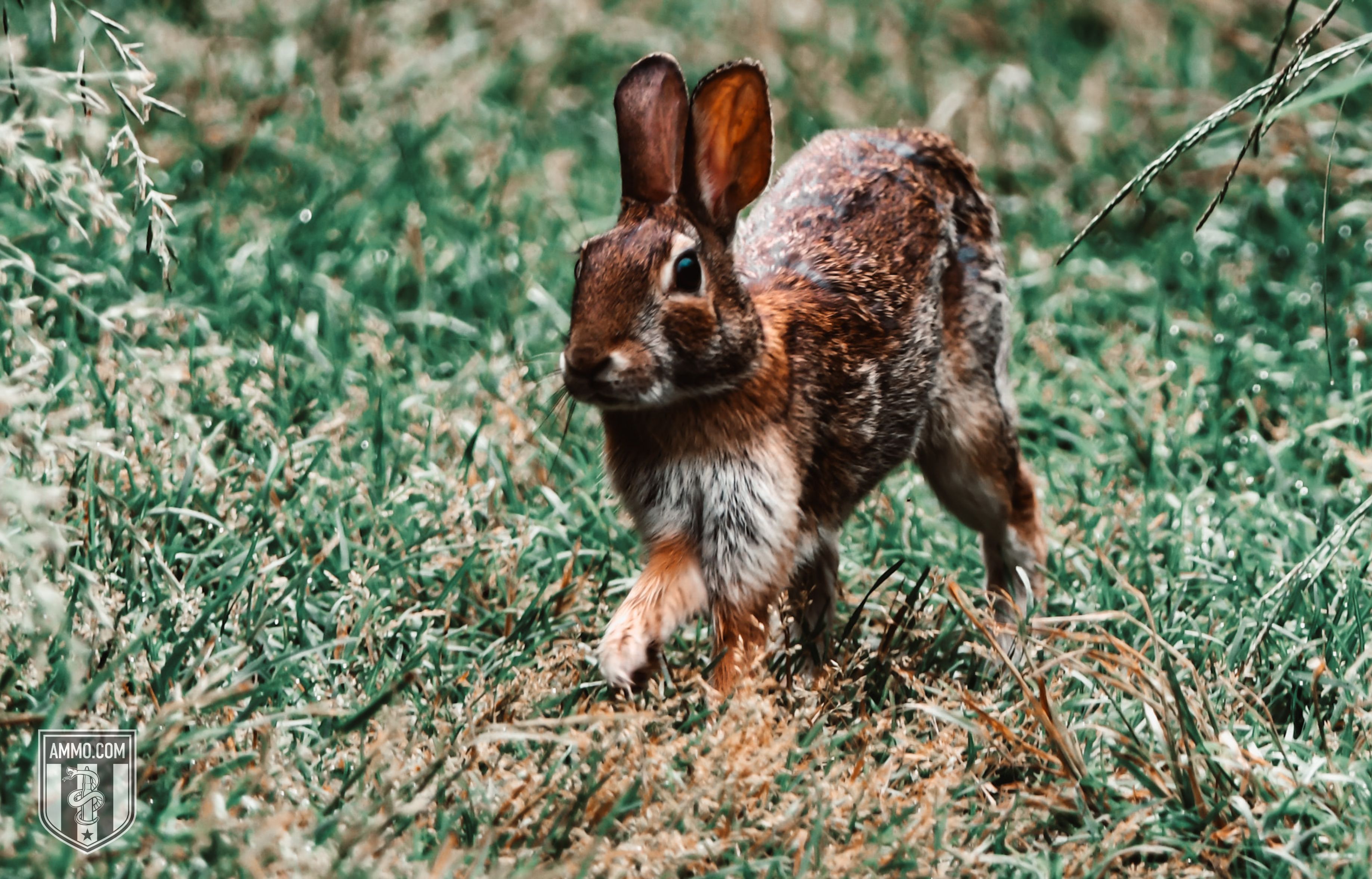 Picture of a Rabbit