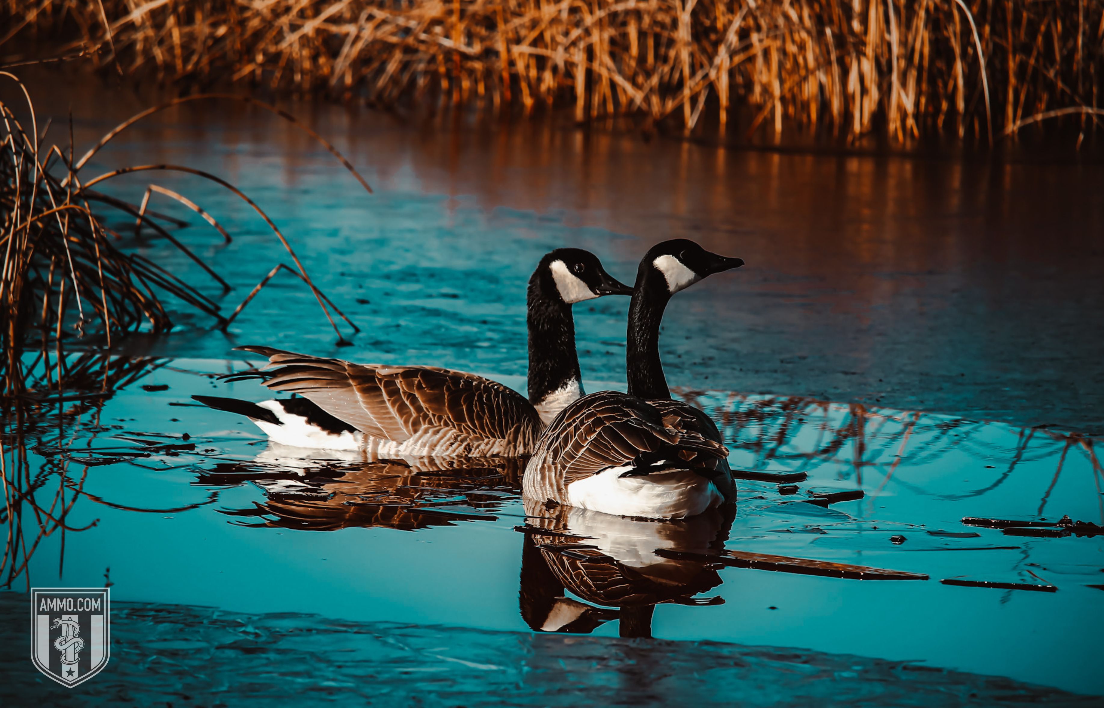 Picture of Geese