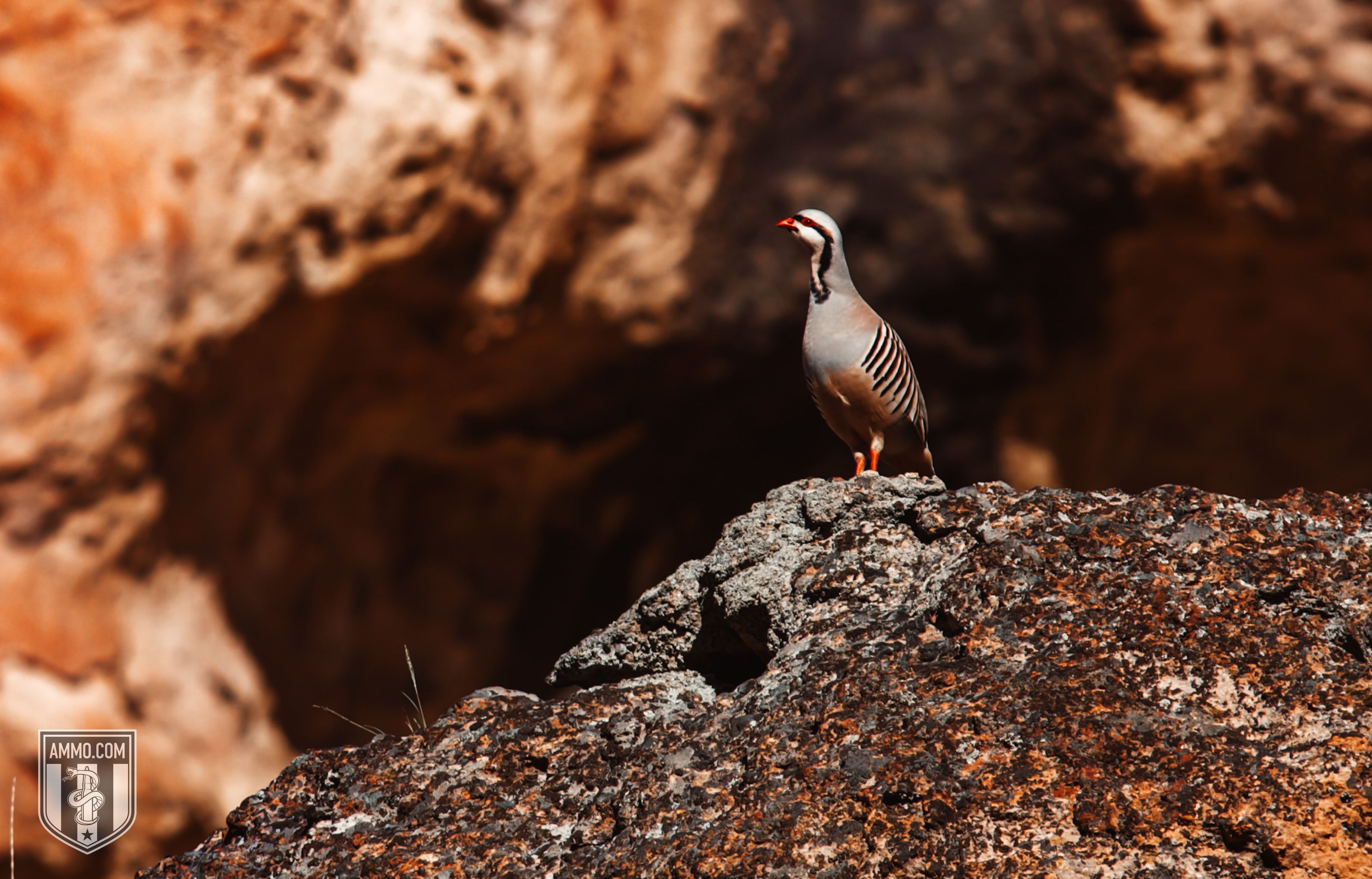 Picture of Upland Birds