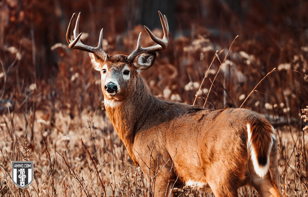 Image of Whitetail Deer